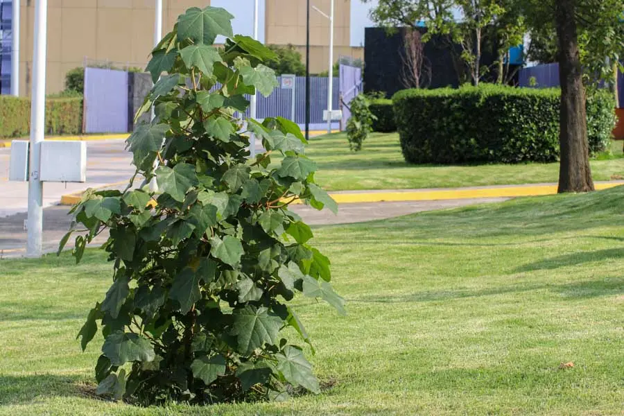 Comunidad de PrepaTec Santa Fe planta Árbol de Manitas, especie amenazada