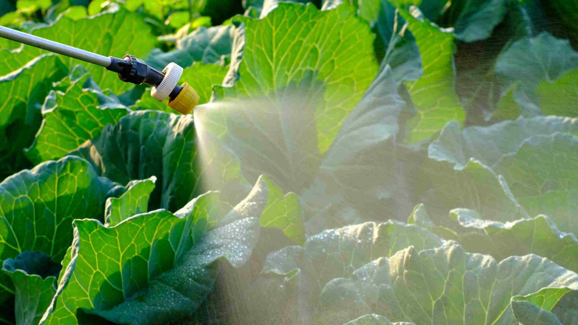 Evitar el uso de solventes clorados en la agricultura