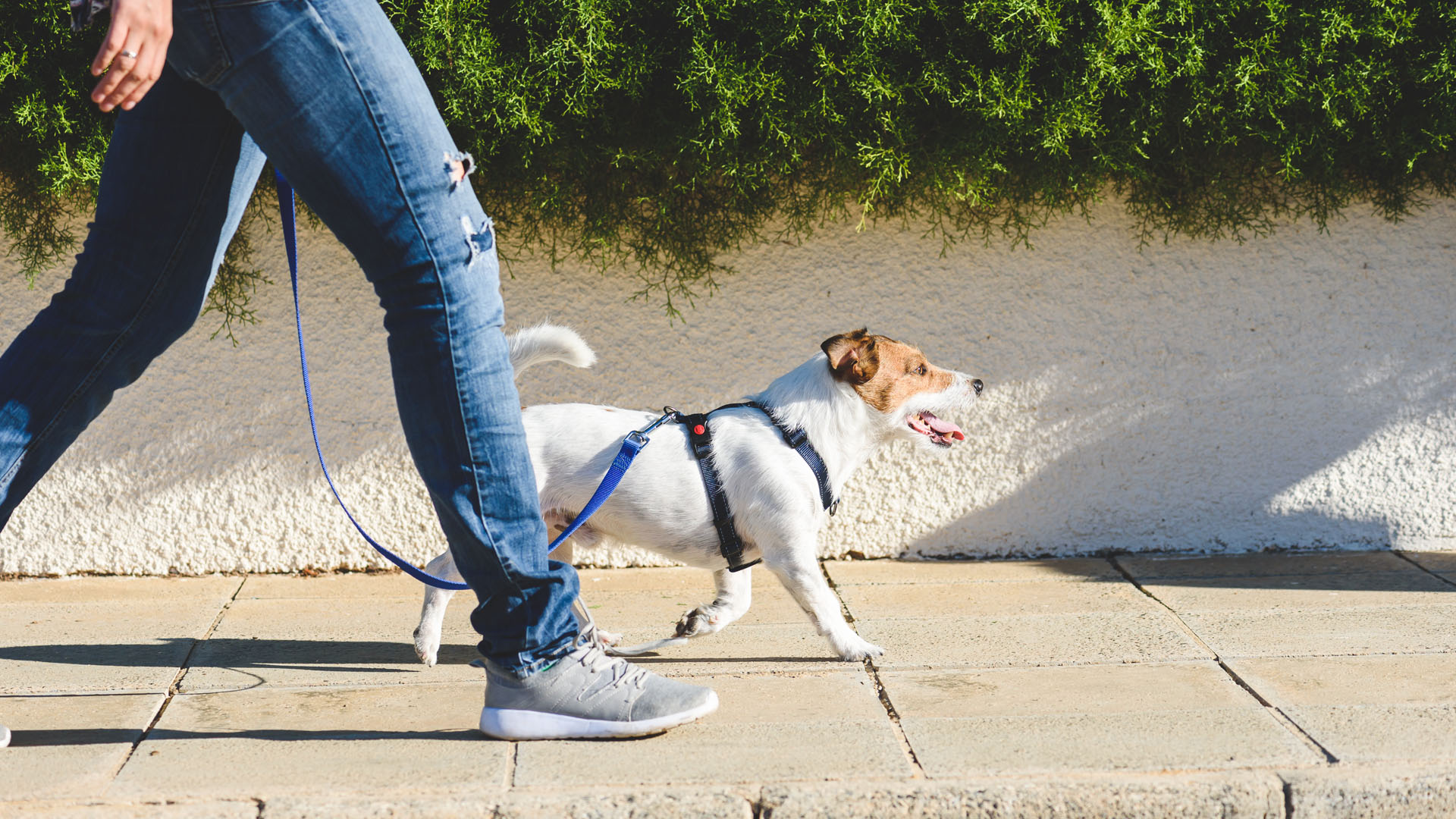 Todos los perros llevan vacunación correa placa y collar