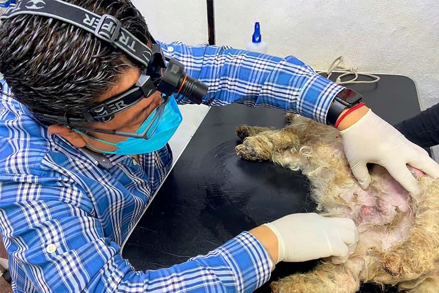 El veterinario del refugio dogminiquee