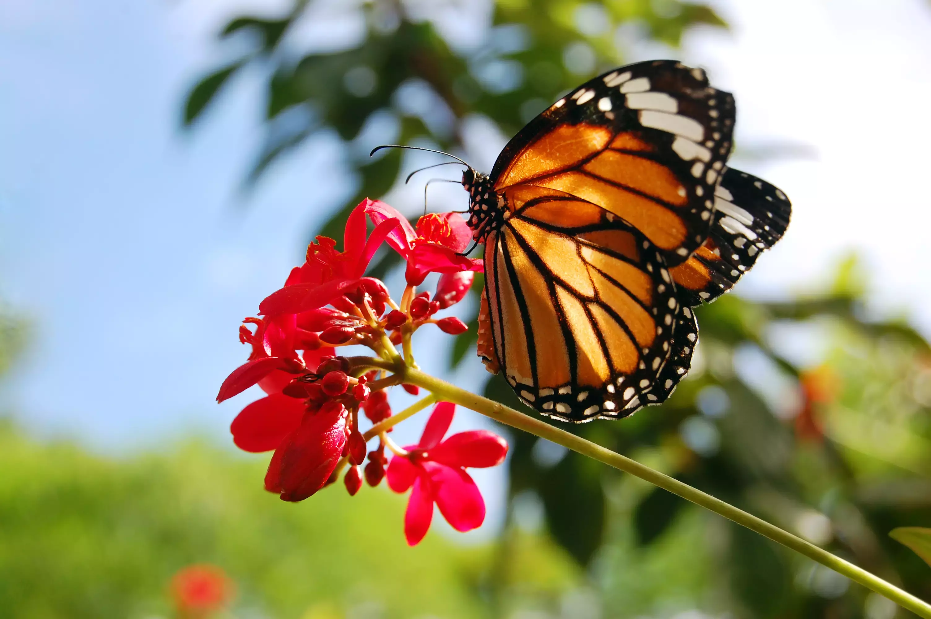 Mariposa Monarca