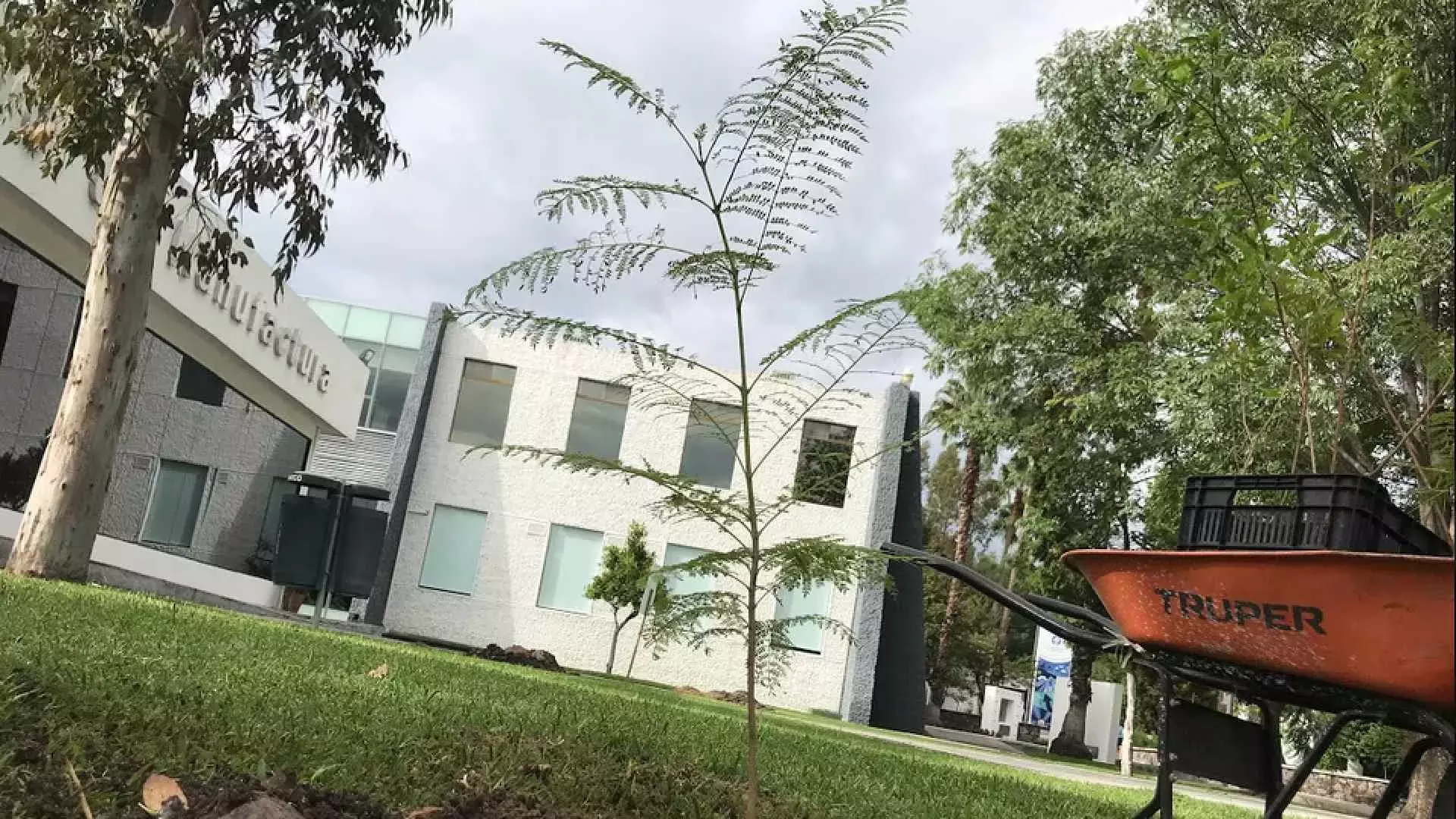 Una jacaranda, plantada en su nuevo hogar.