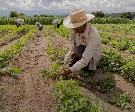 Hombre trabajando en agricultura