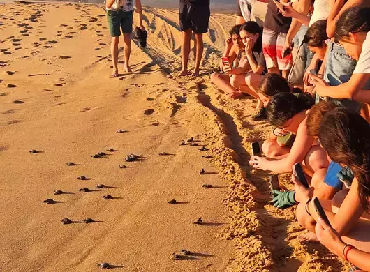 Campamento tortuguero para participantes de grupo estudiantil Manos Verdes, del Tec Guadalajara.