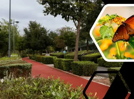 Parque Central, mariposas Monarca, Tec de Monterrey.