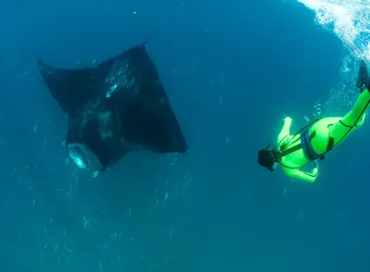 Tec researcher confirms new species of manta ray