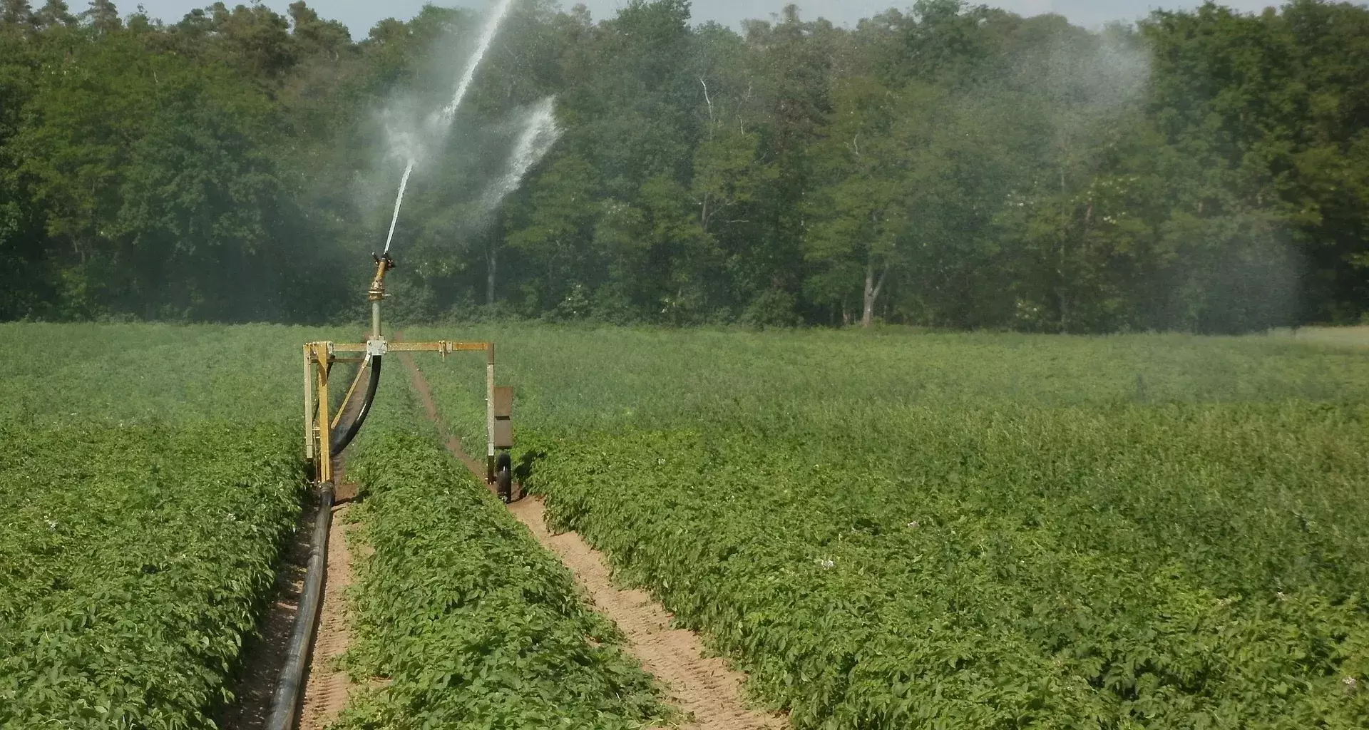 agricultura sustentable vs tradicional