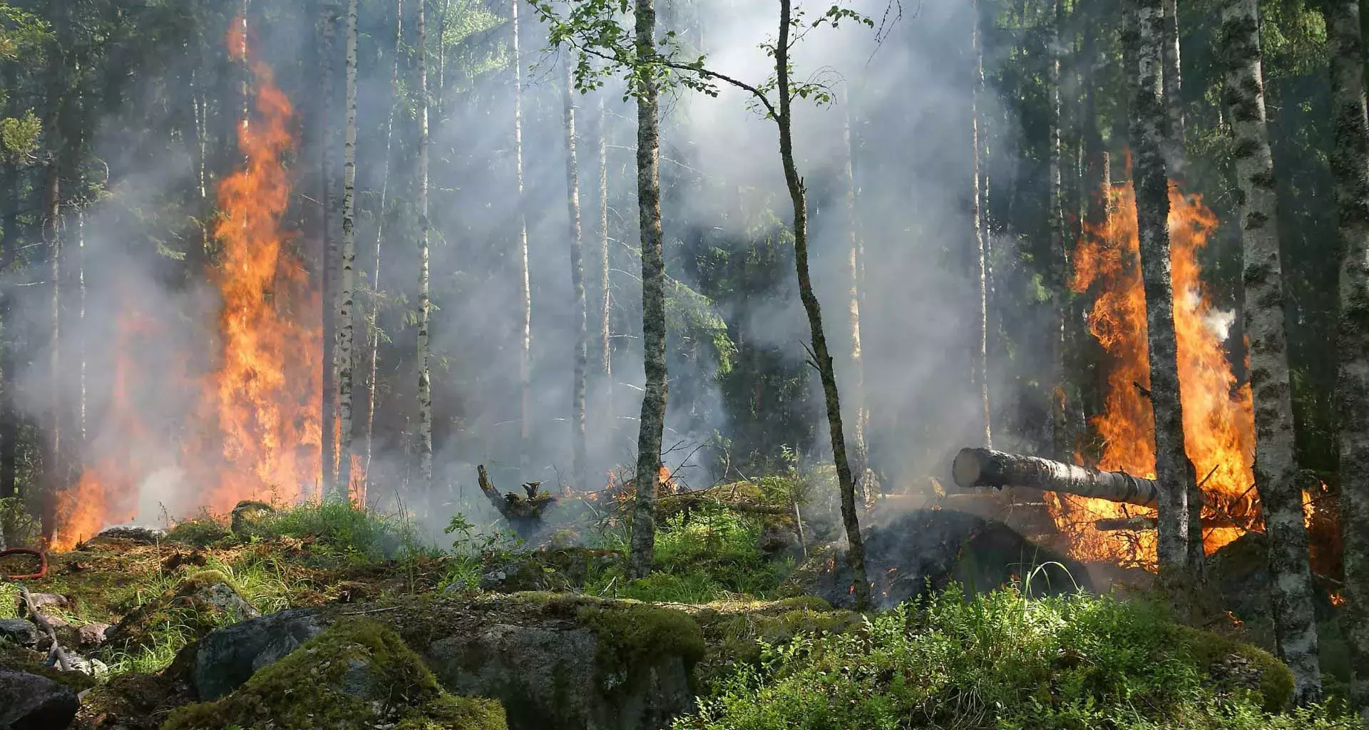 Crean sensores solares que detectarán incendios forestales más rápido