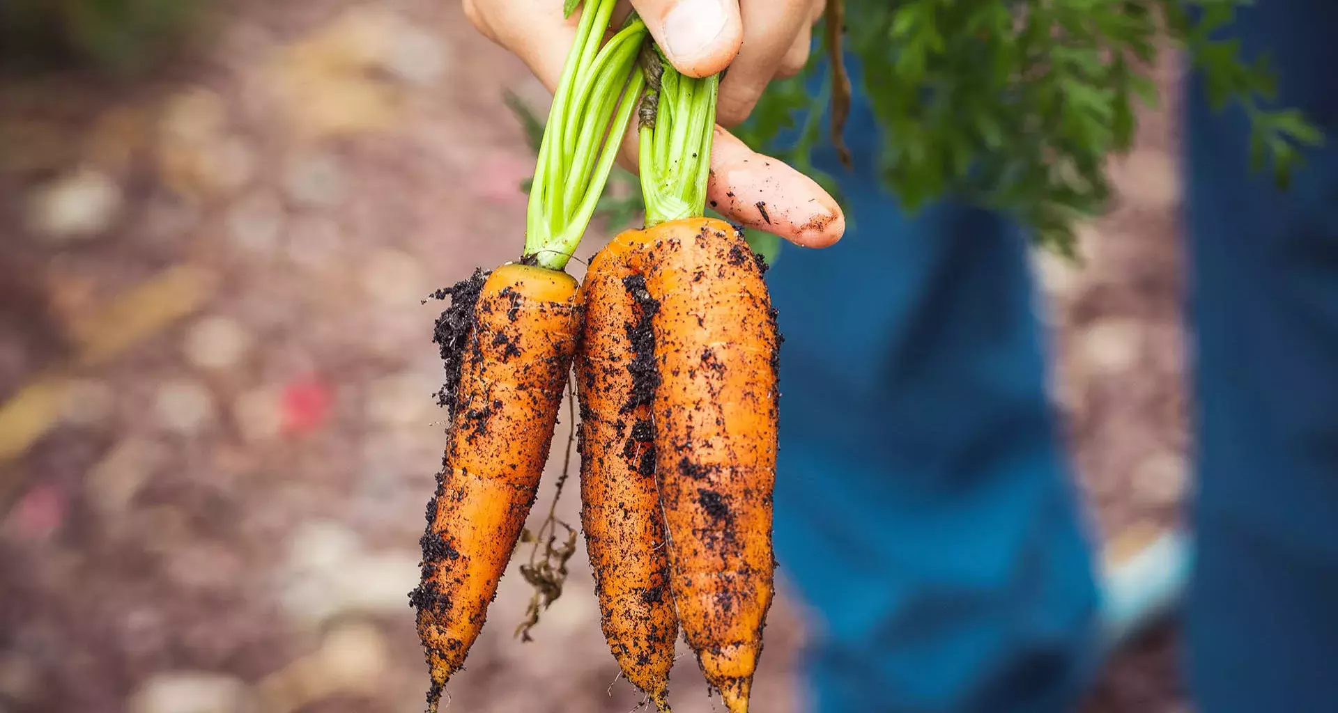 Esta plataforma será de gran ayuda para los agricultores