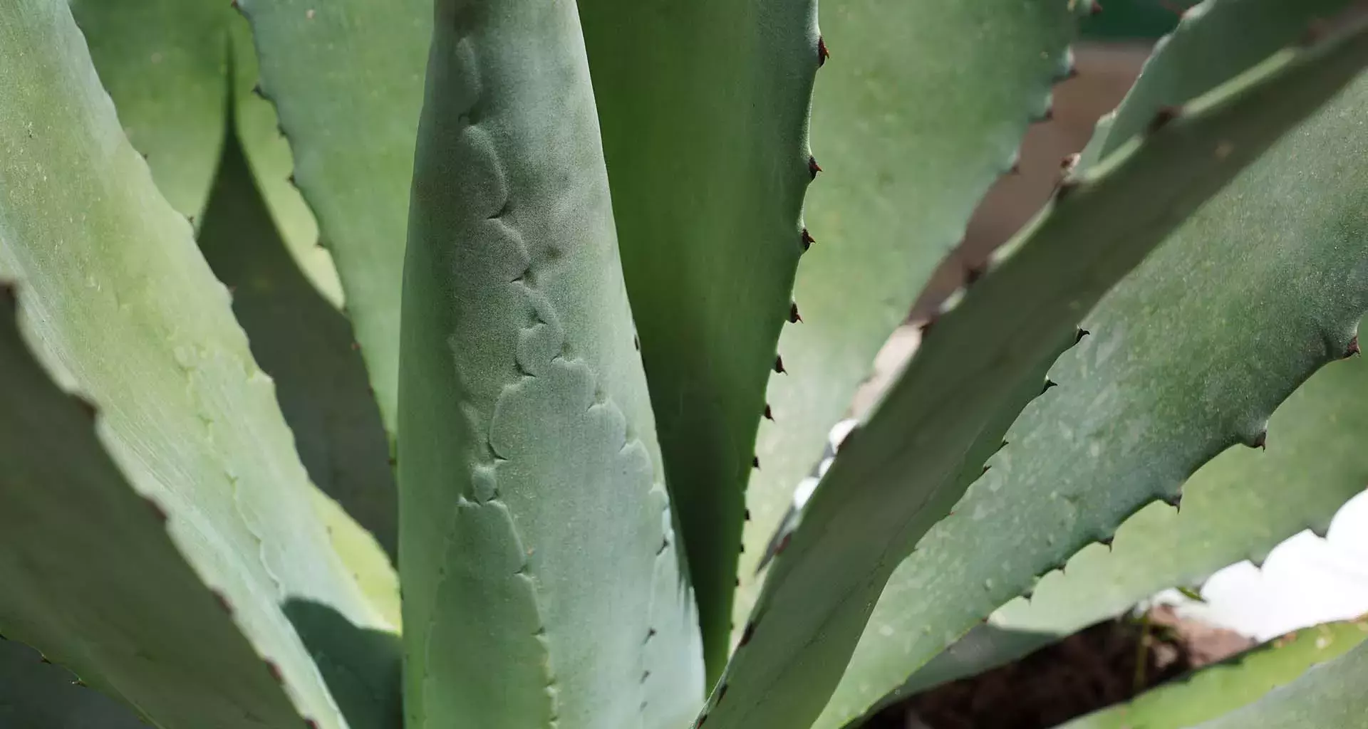 Agave