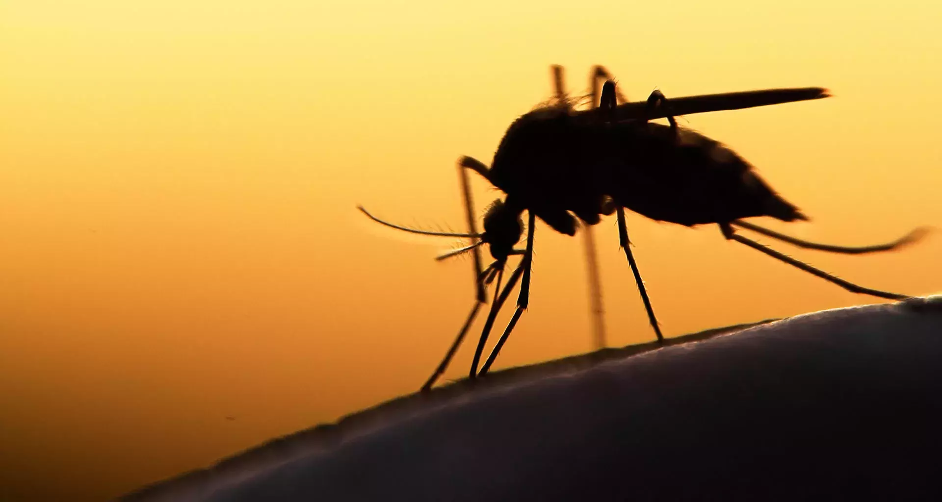 Mosquitos en el aeropuerto de Guadalajara 