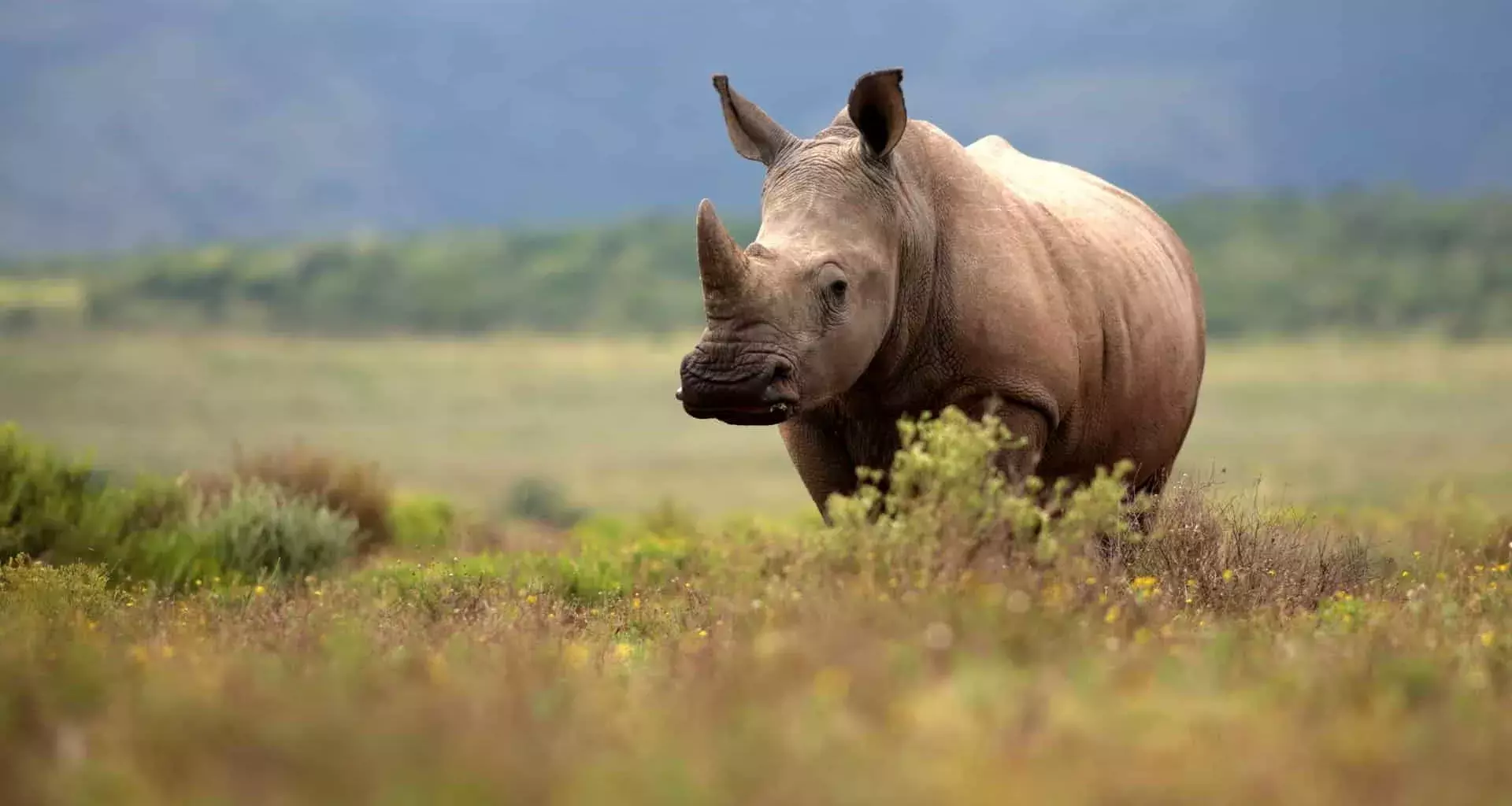 Relevante cuidar a los rinocerontes de la extinción y de la vida silvestre en general