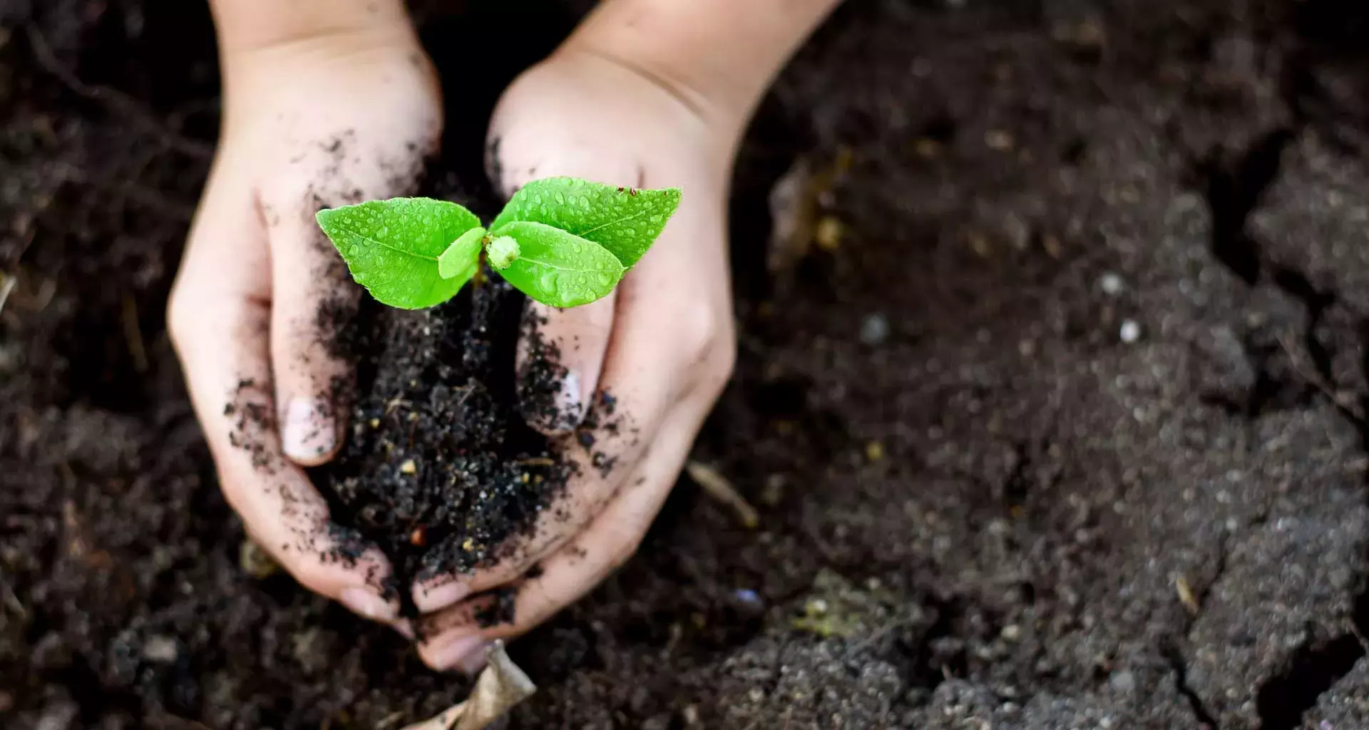 Grupo estudiantil Polinizadores cuidan el medio ambiente