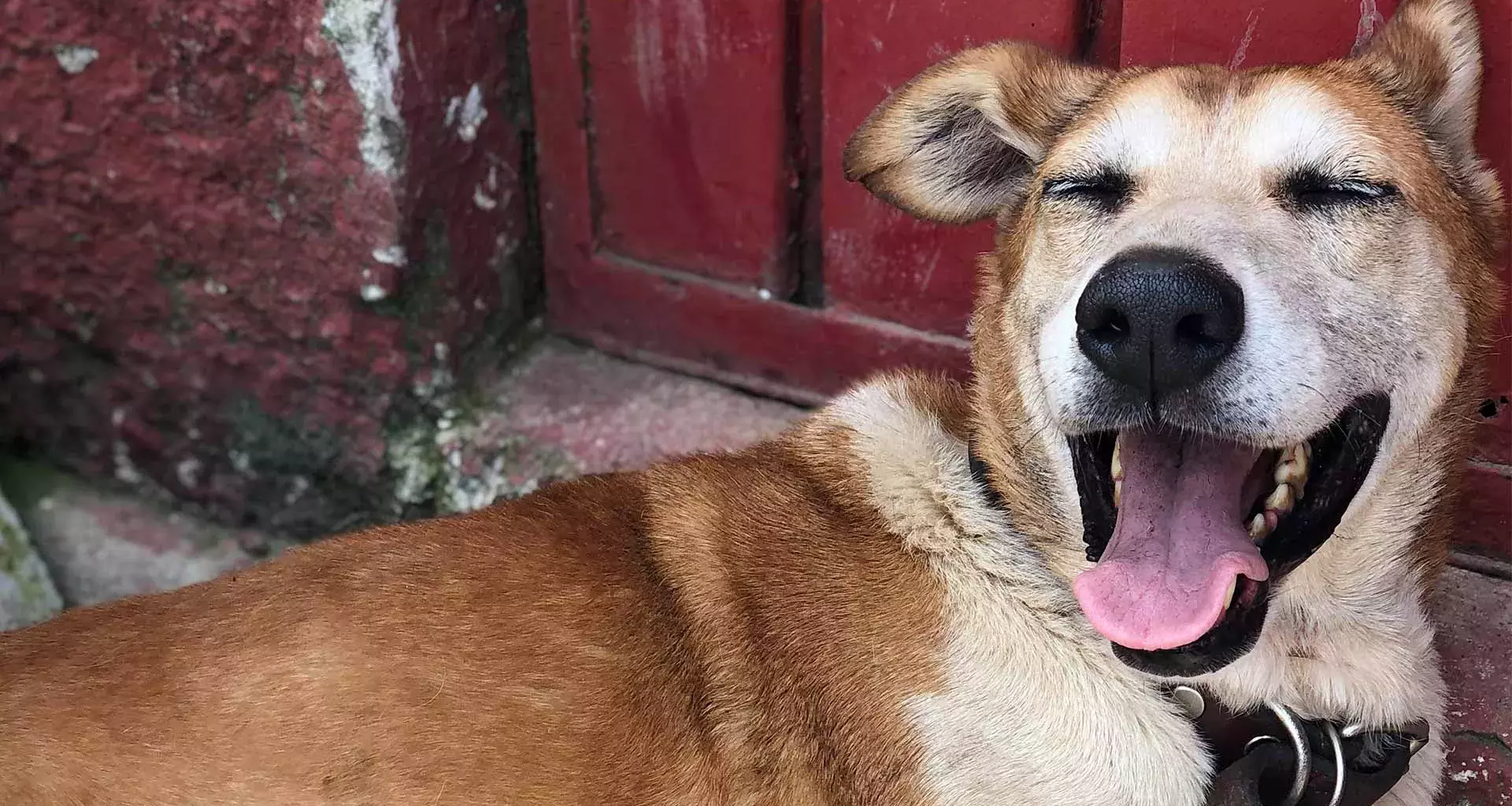 Perro rescatado por dogminique