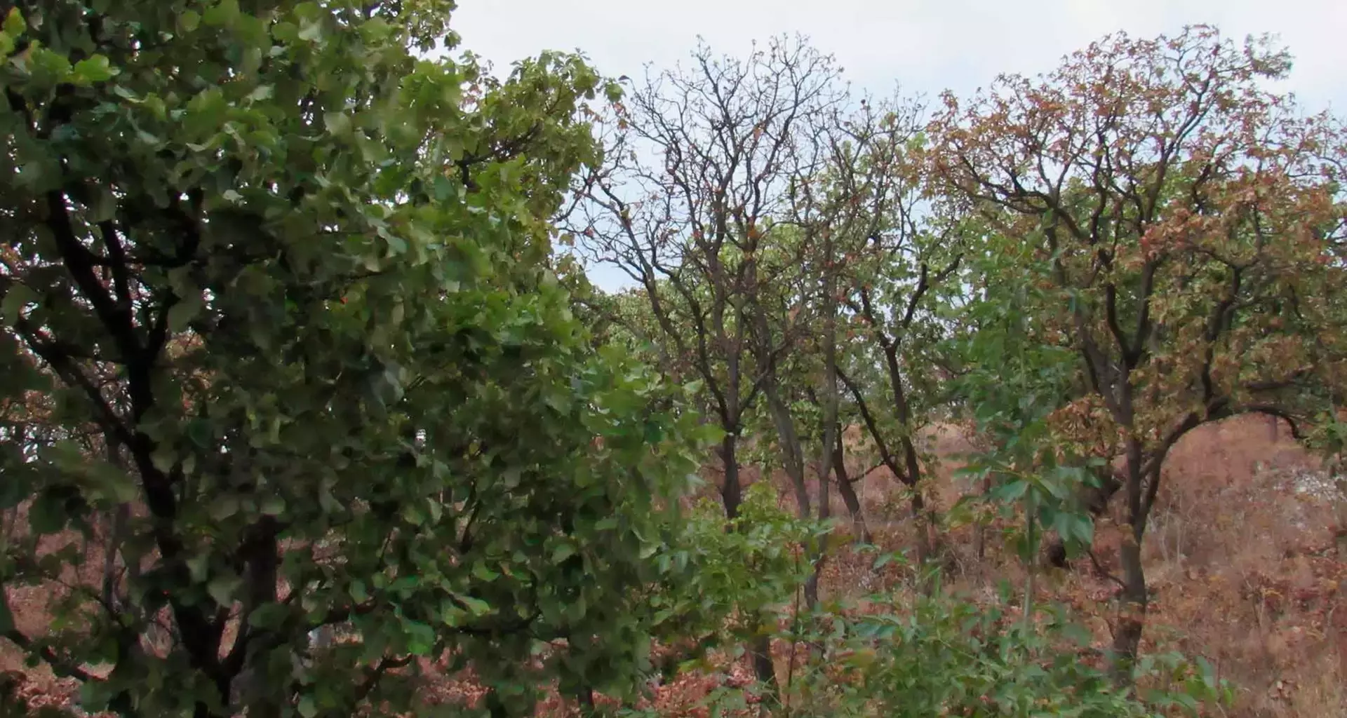 C+Lab del Tec realizó el diálogo sobre Bosque La Primavera.