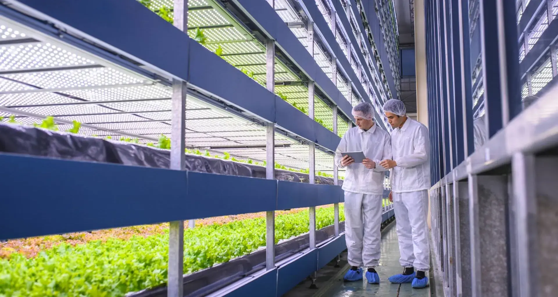 El Tec de Monterrey campus Querétaro concluye programa ARISE de vinculación agroalimentaria.