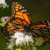 mariposa monarca sobre flores