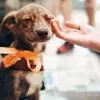 Conoce 5 cosas que debes hacer al adoptar un perro