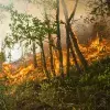 Los incendios forestales son más recurrentes por la crisis climática