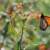 La mariposa monarca come asclepia cultivada en el campus Monterrey.