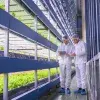 El Tec de Monterrey campus Querétaro concluye programa ARISE de vinculación agroalimentaria.
