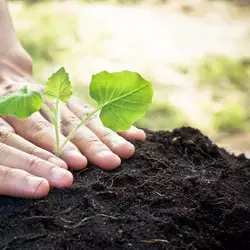 Siembra tu planta "Sep!a"