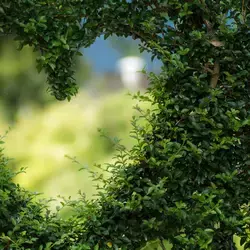 Corazón formado por un arbusto (Photo by Alena Koval - Pexels)