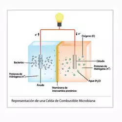 Celda de combustible microbiana