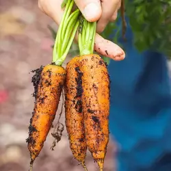 Esta plataforma será de gran ayuda para los agricultores