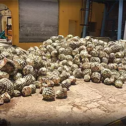 Los alumnos aprendieron el proceso que conlleva la producción del mezcal zacatecano.