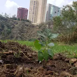 Rescate Rehabilitación Reforestación Barranca Santa Fe