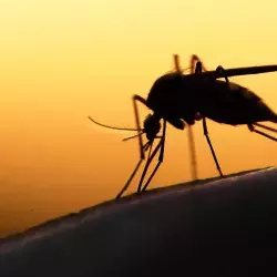 Mosquitos en el aeropuerto de Guadalajara 