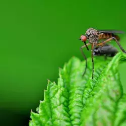 Investiga Tec mosquitos en el aeropuerto de Guadalajara 