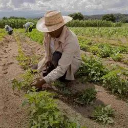 Hombre trabajando en agricultura