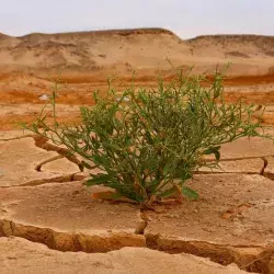 Por su apoyo a frenar el cambio climático Teresita Alcántara recibió el Premio Mujer Tec 2021 en la categoría Medio Ambiente