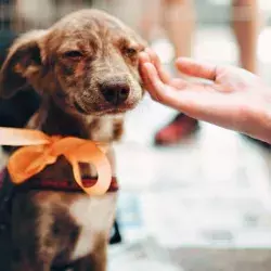 Conoce 5 cosas que debes hacer al adoptar un perro