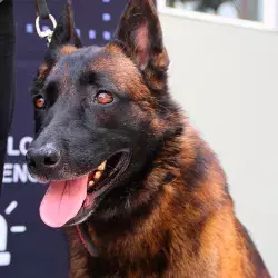 Sack perro guardián de la PrepaTec Querétaro