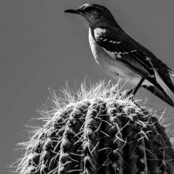 Fotografía de un pájaro sobre un cactus, capturada por el profesor investigador Mario Manzano.