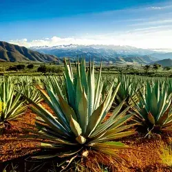 Simposio Agave en el Tec en Guadalajara para analizar la emisión de residuos tequileros.