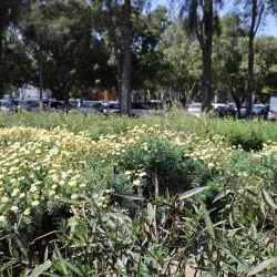 Refugio para polinizadores, reconocen al Tec Guadalajara por esta labor. 