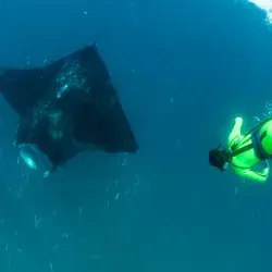 Mantarraya, Mobula Yarae.