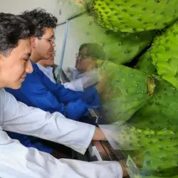 Estudiantes del Tec en Estado de México desarrollan bioplástico a base de nopal, una alternativa sustentable a los desechos tradicionales.