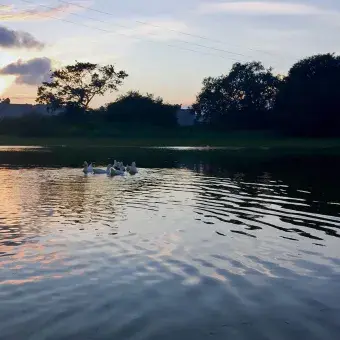 Jagüey de Campus Tampico